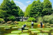 荷花——多年生还是一年生？（揭开荷花寿命之谜，探究荷花生命的奥秘）