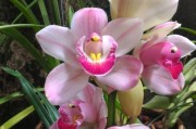 大花蕙兰的养殖与注意事项（打造优美盆栽——大花蕙兰的种植与护理）