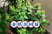 金银花种植，盆的选择和大小（如何选择和使用合适大小的盆？如何让金银花生长更加健康？）