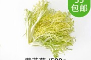 探究菊苣和苦菊的营养与功效（菊苣和苦菊的区别及食用方法）