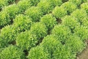 苦苣菜是落叶植物吗？（探究苦苣菜的落叶特征及生态环境）