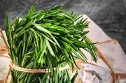 迷迭香的香味与用途（探秘迷迭香的芬芳气息及其多种功效）