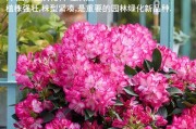 春季必养的花（为家添彩，春意盎然）