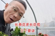 培育长寿花的秘诀（让你的长寿花长满盆的好方法）