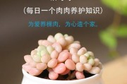 多肉雪域的养护之道（打造最美的多肉花园，从雪域开始）