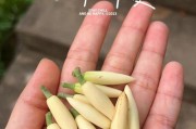 如何保存刚摘的黄角兰（细致呵护，让黄角兰延续芬芳）