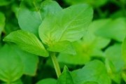 罗勒——一年生的香草植物（探秘罗勒的生长特点及用途）