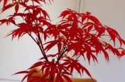 红枫秋冬养护指南（掌握秘诀，打造富有魅力的秋冬庭院）