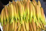 黄花菜——营养丰富的野菜（了解黄花菜的种类、营养和食用方法）