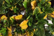 枙子花冬季修剪及注意事项（冬季修剪的时间、方法、工具及需注意的事项）