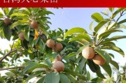 从嫁接到丰收——人心果的成长故事（见证一株人心果的几年蜕变，从嫁接到果实丰收）
