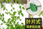 如何在水泥墙上固定月季爬藤（掌握关键技巧，打造美丽的爬藤花墙）