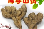 探寻铁棍山药的故乡（揭秘铁棍山药特色与文化）