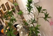 罗琦配土，育出优质植物（种植土壤的配制方法与技巧）