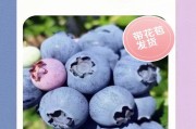 蓝莓树花果生长周期全解析