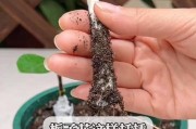 以栀子花怎么水养扦插（栀子花水养扦插的关键步骤与技巧）