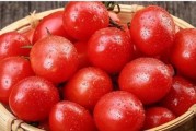 西红柿——红色果实的多重身份（解密西红柿的名称和多元用途）
