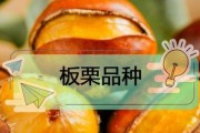 板栗品种推荐（选择适合自己的板栗品种，享受美味与健康）