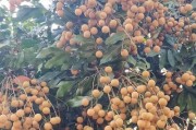 龙眼上市时间及成熟季节一览（走进龙眼的成熟期与上市时间）