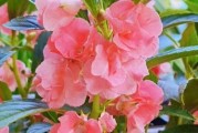 凤仙花的开花时间及花期（探秘凤仙花的花期和栽培技巧）