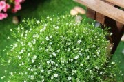满天星的生命力及养护技巧（一朵满天星能养多久？如何养护满天星？）