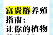 如何正确养护富贵榕（打造健康、长寿的盆景）