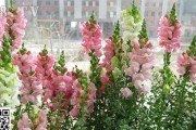 探究金鱼草的花期（金鱼草开花时间及相关知识）