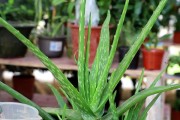 小芦荟的养殖全攻略（从选种到管理，一步步教你种好小芦荟）