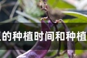 龙豆种植时间和方法详解（合理种植方法助力龙豆丰收）