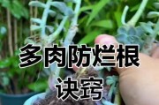 多肉烂根的快速生根方法（多肉植物如何有效修复烂根，加速生根过程）