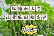 黄瓜种植的时间和方法（让你轻松掌握黄瓜种植技巧，每年都有好收成！）