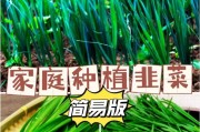 韭菜种植的时间和方法（种出新鲜韭菜的必备知识）