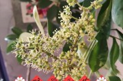 鹅掌柴花期与开花时间（探寻鹅掌柴的花期和繁殖周期，了解其生态特性）