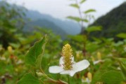 鱼腥草的生长环境及特性（探寻鱼腥草的生长条件和生态习性）