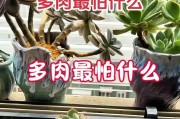 多肉植物的病害防治与健康管理（多肉植物易患病因素及预防措施）