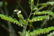 苦株草，一种生命力顽强的野草（探寻苦株草的特点、生态与应用价值）