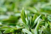 家里种茶树的风水福利（从家居美学到财运趋势，探索种茶树的吉祥之处）