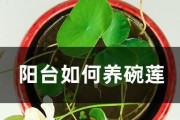 冬季碗莲养护指南（碗莲冬季养护要点、安全过冬的方法）