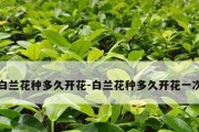 探秘白兰花的开花季节（白兰花开花月份、开花时间及繁殖方法）