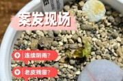 多肉植物的生长奇观——探秘多肉小植物的神奇之旅（多肉小植物的独特生命密码，以及如何正确护理它们）