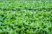 菠菜的最佳播种时间（了解菠菜的生长周期与气候需求，科学选择播种时间）