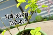 月季花施肥技巧大全（让你的月季花开得更美丽，用对施肥方法！）