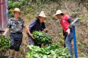 板蓝根的适宜种植区域与条件（探究板蓝根在哪些地方最适宜种植）