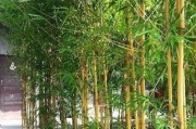 东北气候适合种竹子（探究东北地区种植竹子的可行性和优势）