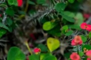 虎刺梅花期解析（春季盛开的美丽之花）