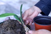 君子兰的种植及土壤选择（如何选择适合君子兰生长的土壤？）