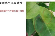 柑橘黄叶病的原因与治疗（探究柑橘黄叶病的成因以及治疗方法，避免果树枯萎）