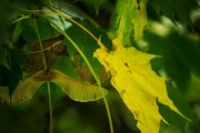 如何种植枫叶种子（让你的家园更美丽）