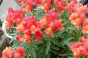 金鱼草花期是什么时候？——探寻金鱼草的花期及养护方法