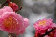 探秘腊梅五彩缤纷的世界（腊梅花开如梦，色彩多姿多彩）